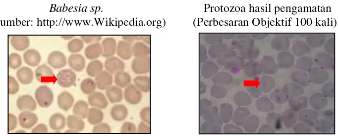 Gambar 1  Hasil pengamatan dibandingkan dengan literatur dari genus Babesia.