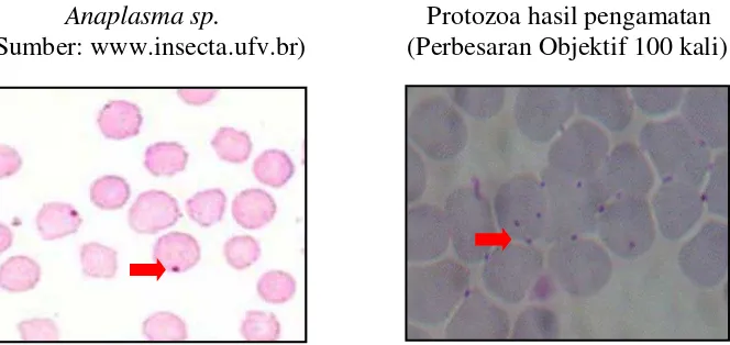 Gambar 2  Hasil pengamatan dibandingkan dengan literatur dari genus Anaplasma 