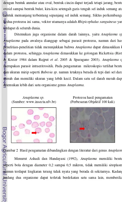 Gambar 2  Hasil pengamatan dibandingkan dengan literatur dari genus Anaplasma 