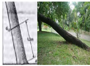 Gambar 11. Mengukur diameter pohon membengkak 