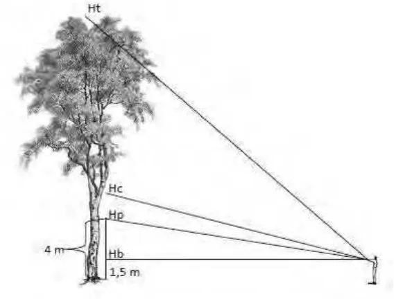 Gambar 15. Cara pengukuran tinggi pohon 