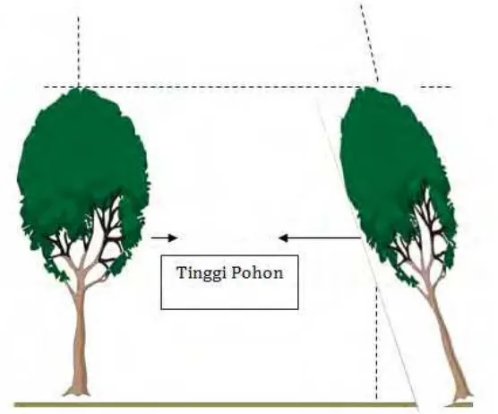 Gambar 16. Tinggi pohon tegak lurus dan miring 