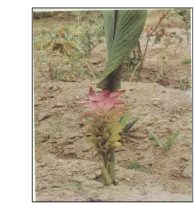 Gambar  3. Temu Ireng (Curcuma aeroginosa Roxb.) 
