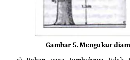 Gambar 4. Mengukur diameter pohon bercabang 