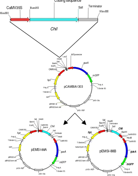 Gambar 1. Kaset gen chiI disisipkan pada situs HindIII dari pCAMBIA1303(Mulyaningsih et al