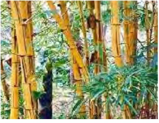 Gambar 4.5 Bambu Kuning
