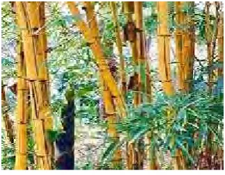 Gambar 4.5 Bambu Kuning