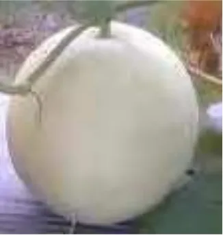 Gambar 1. 4  Melon Madu