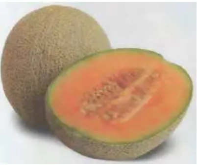 Gambar 1.12,  Melon Asli Indonesia (MAI)