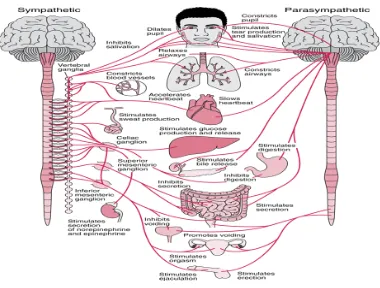 Gambar 2.4 Sistem Saraf Otonom (Fisiologi Kedokteran, 2003) 
