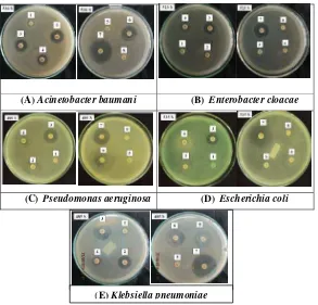 Gambar 2. Hasil uji sensitivitas isolat kuman patogen penyebab ISNB terhadap antibiotik 