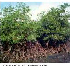 Gambar 2.5 Tumbuhan bakau