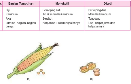 Gambar 2.10 Contoh (a) tumbuhan berkeping satu (jagung) dan (b) tumbuhan berkeping dua (kacang tanah)