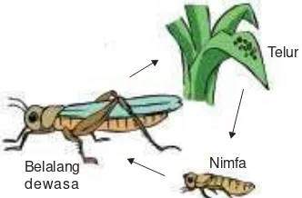 Gambar 4.10 Tahapan metamorfosis pada belalang