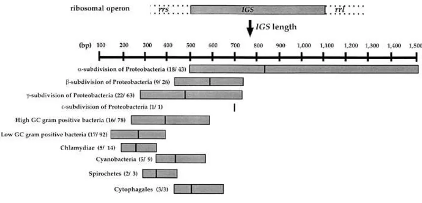 Gambar 1. Distribusi panjang daerah intergenic spacer (IGS) antara gen rrs dan rrl pada kelompok eubakteria (Ranjard et al