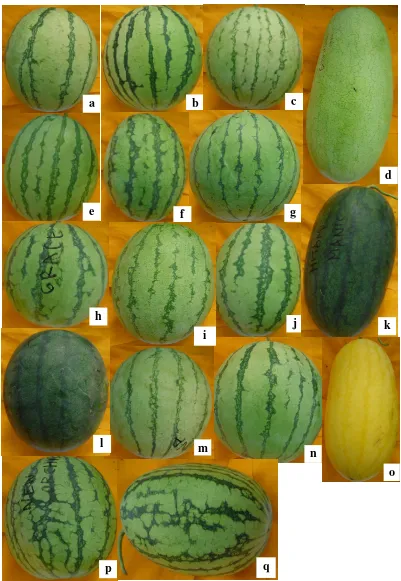 Gambar 7. Karakter bentuk dan warna kulit buah beberapa varietas semangka. 