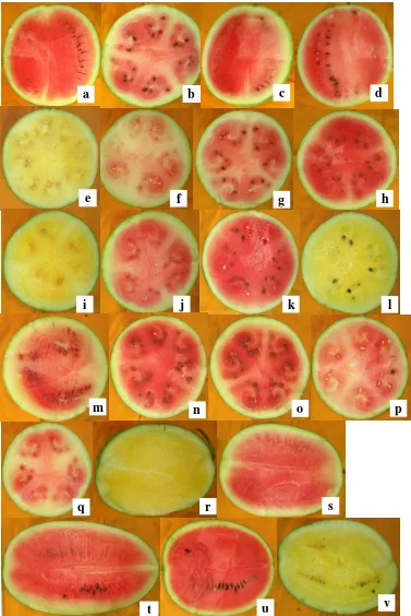 Gambar 9. Karakter warna daging buah beberapa varietas semangka. 
