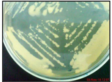 Gambar 2. Koloni Bakteri Ralstonia solanacearum (Sumber : Spriyono, 2010) 