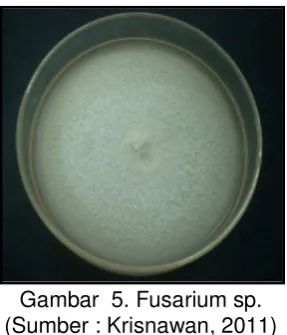 Gambar  5. Fusarium sp. 