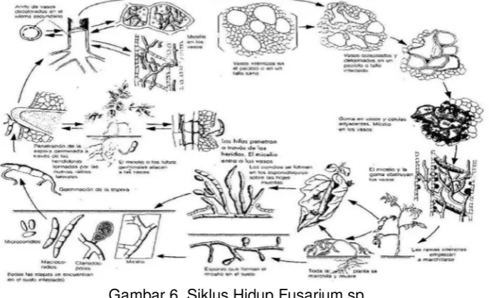Gambar 6. Siklus Hidup Fusarium sp. 