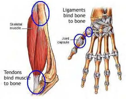 Gambar 4.64 Otot tendons dan Ligaments (Sumber gambar : Organ tubuh manusia) 