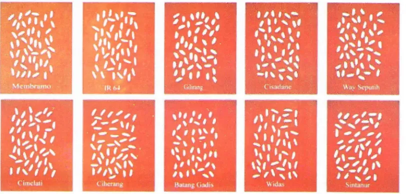 Gambar 5. Citra beberapa varietas beras yang digunakan sebagai sampel dalam penelitian