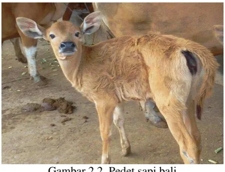 Gambar 2.2. Pedet sapi bali 