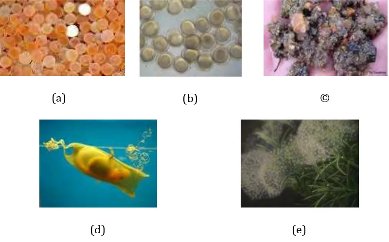 Gambar 3. Karakteristik telur ikan berdasarkan kulit luarnya (a) non adhesive, (b) adhesive, (c) telur bertangkai, (d) telur berenang (e) gumpalan lender