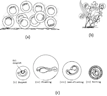 Gambar 4. Karakter telur berdasarkan berat jenisnya (a) buoyant, (b) semi buoyant, dan (c) non buoyant 