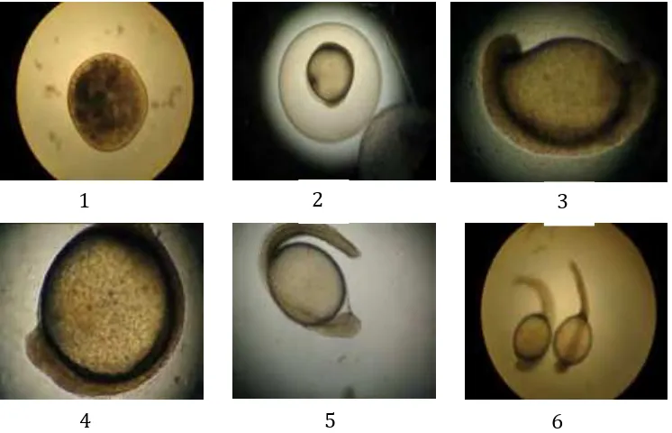 Gambar 10. Perkembangan telur sampai penetasan larva ikan bawal 