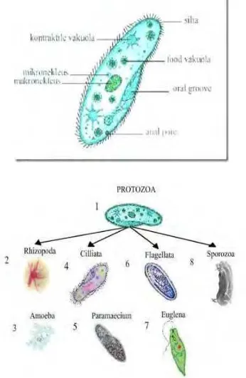 Gambar 14. Protozoa 