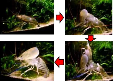 Gambar 2. Proses pelepasan cangkang saat molting 
