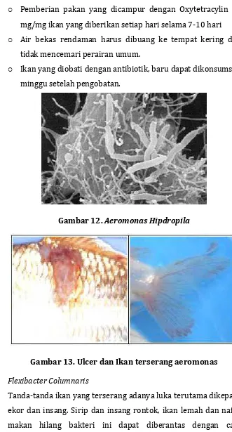 Gambar 13. Ulcer dan Ikan terserang aeromonas 