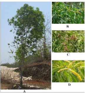 Gambar 23. (A) Tanaman Akasia, (B) daun Akasia, (C) buah Akasia, (D) bungaAkasia