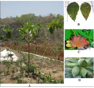 Gambar 25. (A) Tanaman Ketapang, (B) daun Ketapang, (C) bunga Ketapang, (D)buah Ketapang
