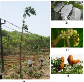 Gambar 26. (A) Tanaman Mahoni, (B) daun Mahoni, (C) bunga Mahoni, (D) buah