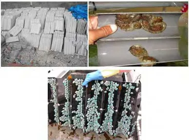 Gambar  11. Spat kolektor sebagai media penempel (substrat) kerang abalone 