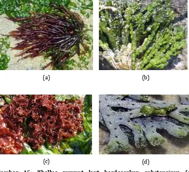 Gambar ��. Thallus rumput laut berdasarkan substansinya �a� gelatinous, �b� calcareous �c� cartilogenous dan �d� spongeous � 