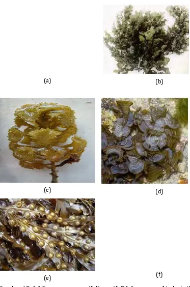 Gambar ��. �a� Sargassum crassifolium.gif, �b� Sargassum binderiLaminaria digitata.gif, �c� Turbinaria ornate, �d� Padina australis, �e� Fucus sp, dan �f�  � 