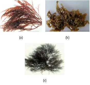 Gambar  1. Rumput laut Gracilaria (a) Gracilaria verucosa, (b) Gracilaria eucheumoides, dan (c) Gracilaria folifera 