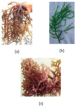 Gambar  2. (a) Kappaphycus alvareziiEucheuma denticulatum (cottonii), (b)  (spinosum) dan (c) Kappaphycus striatum (striatum/sacol) 