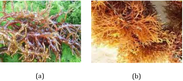 Gambar  7. Berbagai strain rumput laut Kappaphycus alvarezii (a) maumere, dan (b) kangkung/gadis bali 