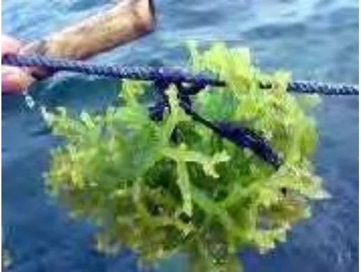 Gambar  9. Bagian ujung thallus yang dijadikan bibit rumput laut 