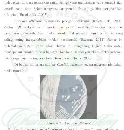 Gambar 2.1.Candida albicans