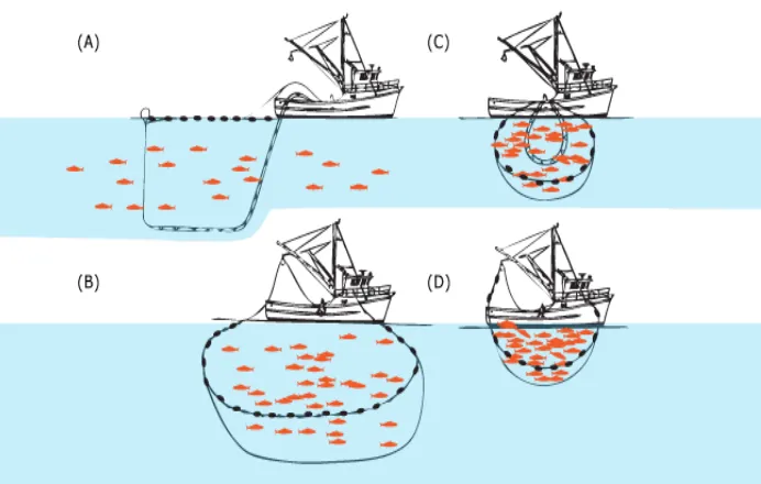 Gambar  17. Proses hauling alat tangkap purse seine 