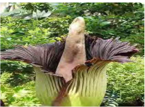 Gambar 1. Amorphophallus titanium Sumber:http://alamendah.files.wordpress.com/2010)