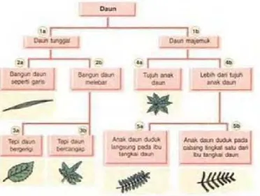 Gambar 17. Diagram kunci determinasi