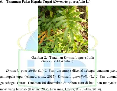 Gambar 2.4 Tanaman Drynaria quercifolia  