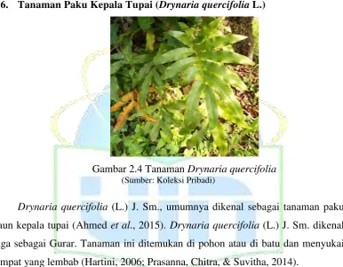 Gambar 2.4 Tanaman Drynaria quercifolia  