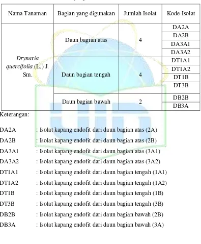 Tabel 4.1 Hasil Pemurnian Kapang Endofit 